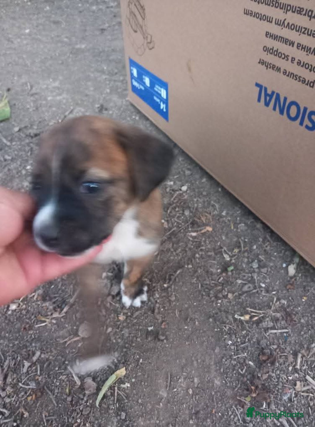 Kruising honden te koop: Lilly zoekt een baasje - Advertentie 7