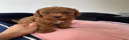 Poedel Toy honden te koop: Rode Toypoedel pups uit geteste ouders - Advertentie 4