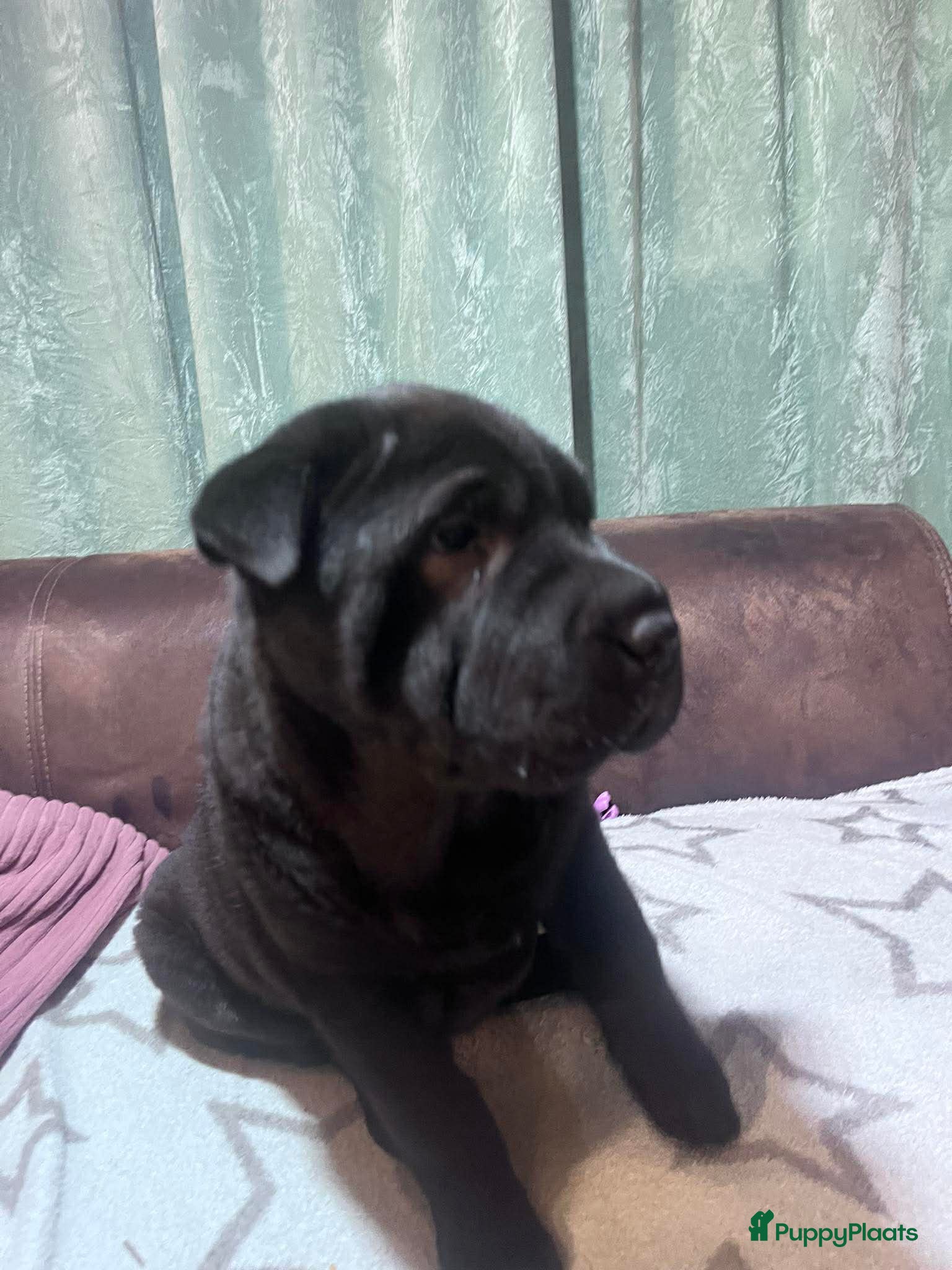 Shar Pei honden Sharpei - Advertentie 1