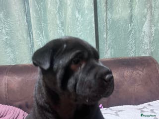 Shar Pei honden Sharpei - Advertentie 1