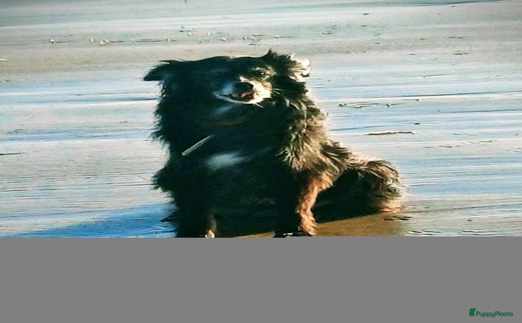 Kruising honden - Advertentie 9