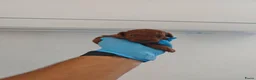 Poedel Toy honden te koop: 🐾  Toy Poedel pups (rood/bruin) 🐾   - Advertentie 3