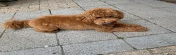 Labradoodle honden te koop: Labradoodle pup mini F3 abrikoos teefje - Advertentie 4