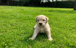 Goldendoodle honden te koop: F1 Goldendoodle pups - Afbeelding 8