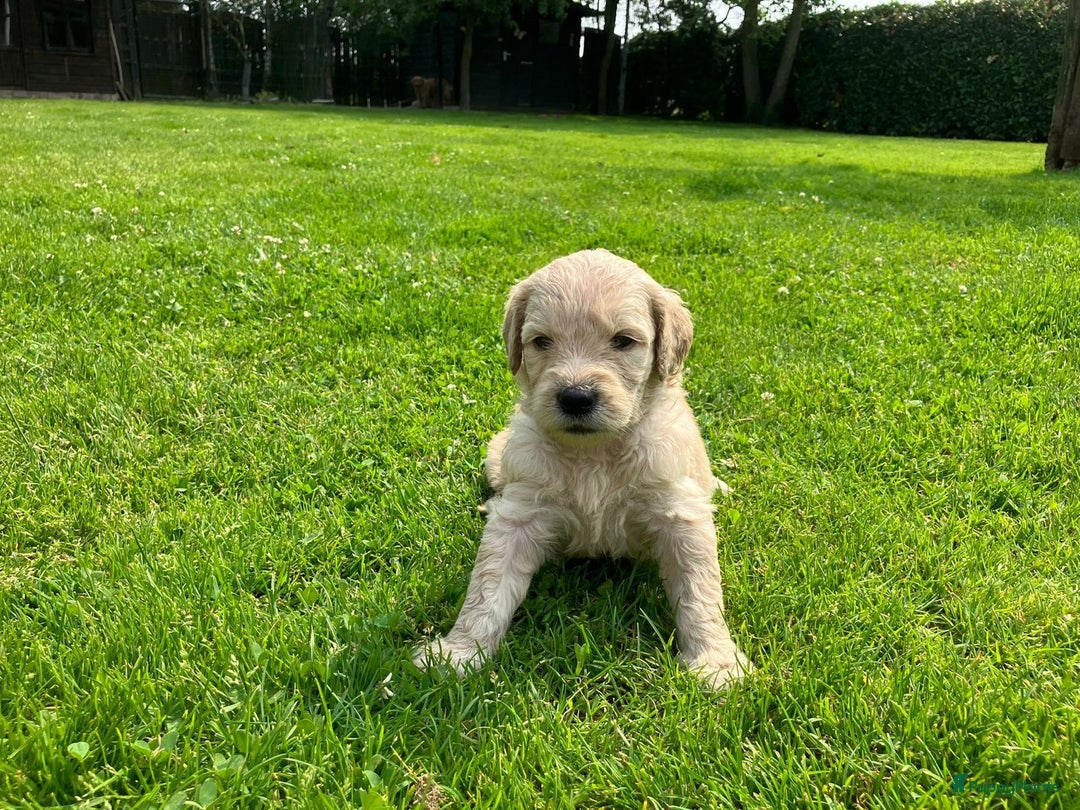 Goldendoodle honden te koop: F1 Goldendoodle pups - Afbeelding 8