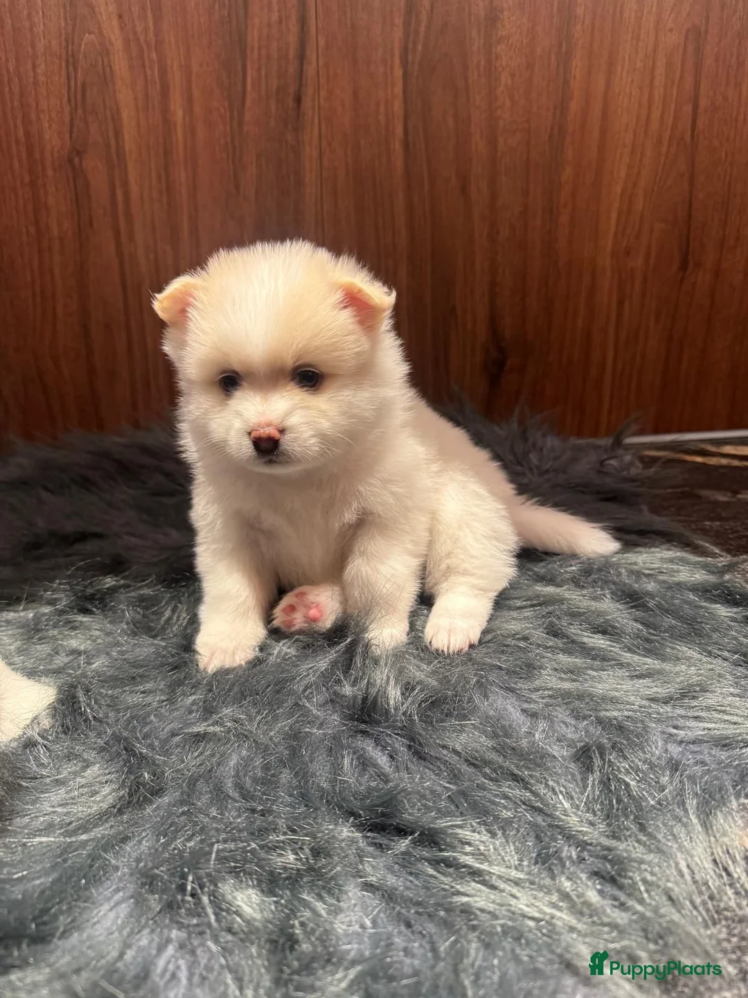 Kruising honden te koop: Teddydog  - Advertentie 5