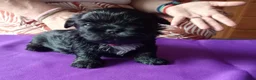 Kruising honden te koop: Boomer Maltezer x Shih Tzu  - Advertentie 7