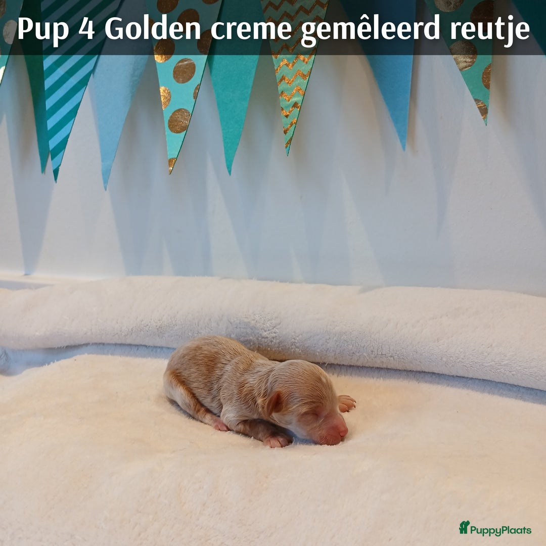 Poedel Toy honden te koop: Rasechte Toy Poedeltjes geboren in 2026! - Advertentie 12