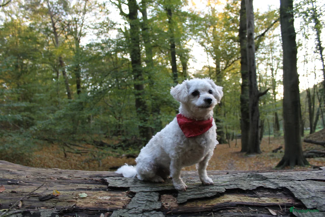 Maltipoo honden te koop: Fantastisch zwarte Maltipoo F1b 🥰 Anti-allergie - Advertentie 8