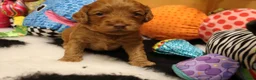 Australian Labradoodle honden te koop: 1 teefje en 3 reutjes Australian labradoodle pups - Advertentie 20