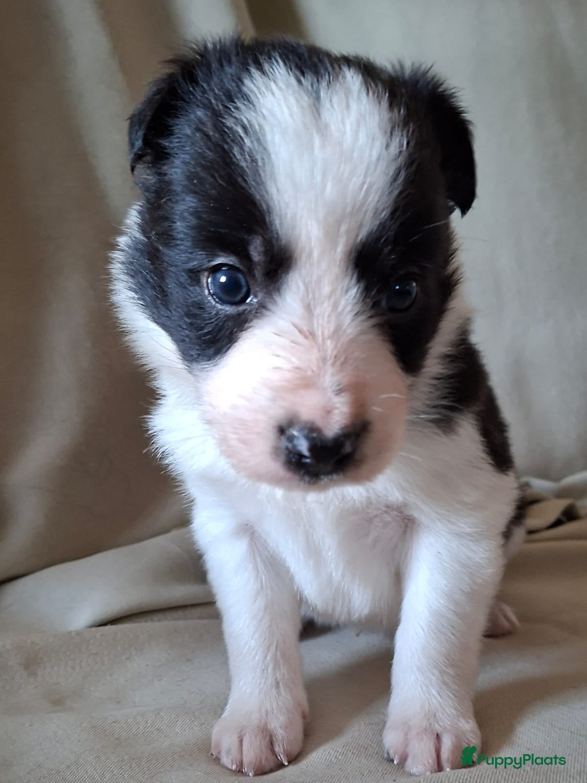 Border Collie honden bordercollie pups te koop - Advertentie 2