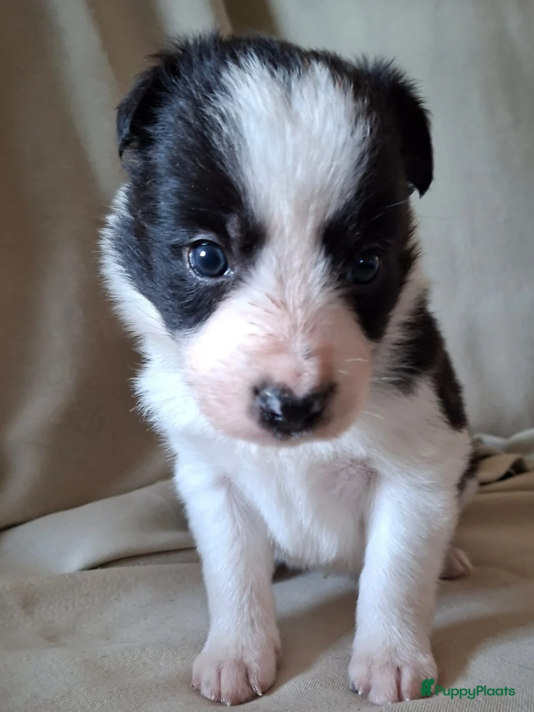 Border Collie honden te koop: bordercollie pups te koop - Advertentie 1