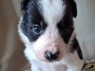 Border Collie honden bordercollie pups te koop - Advertentie 2