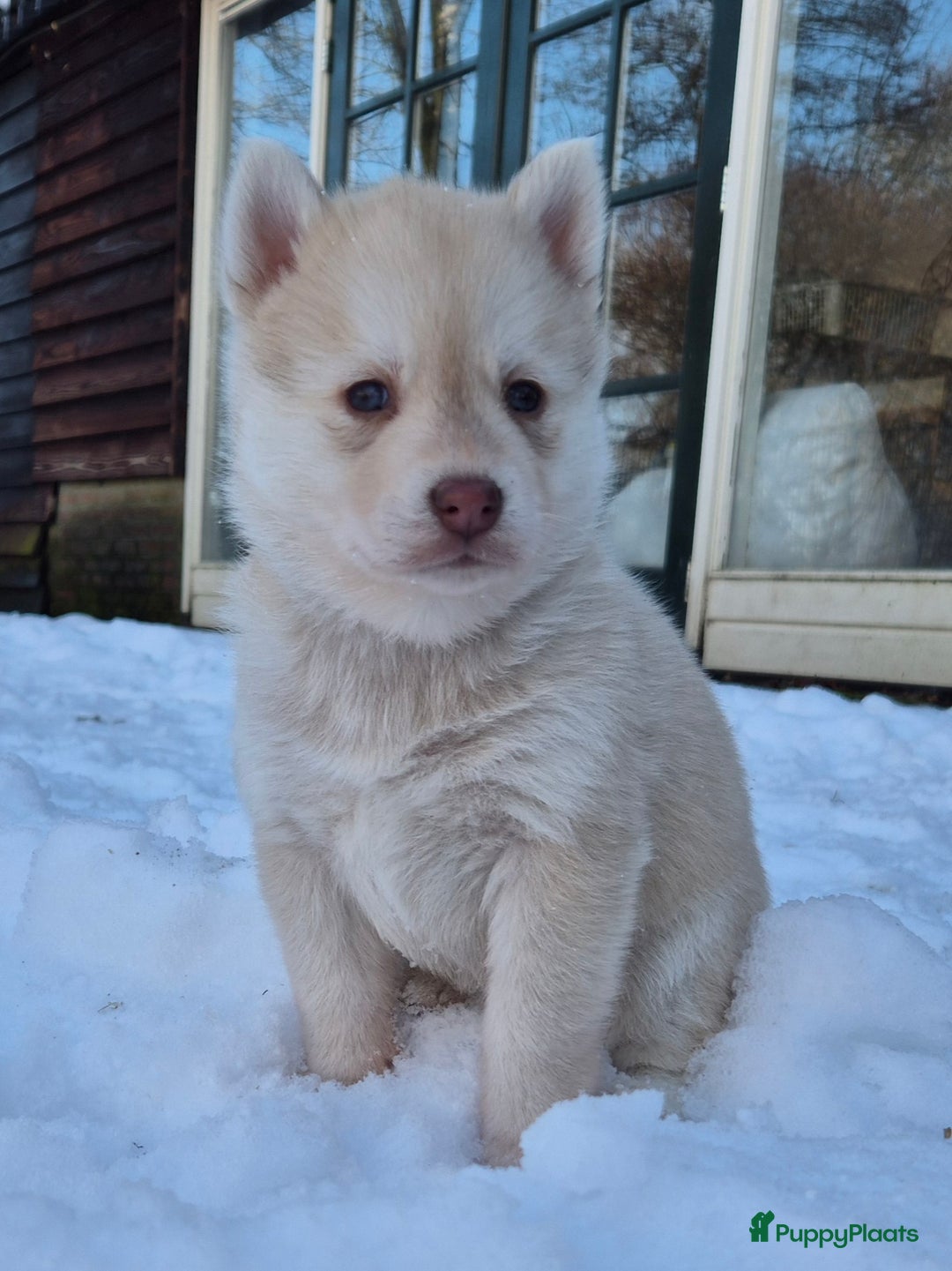 Kruising honden te koop: Pomsky x Shiba inu pups - Advertentie 12
