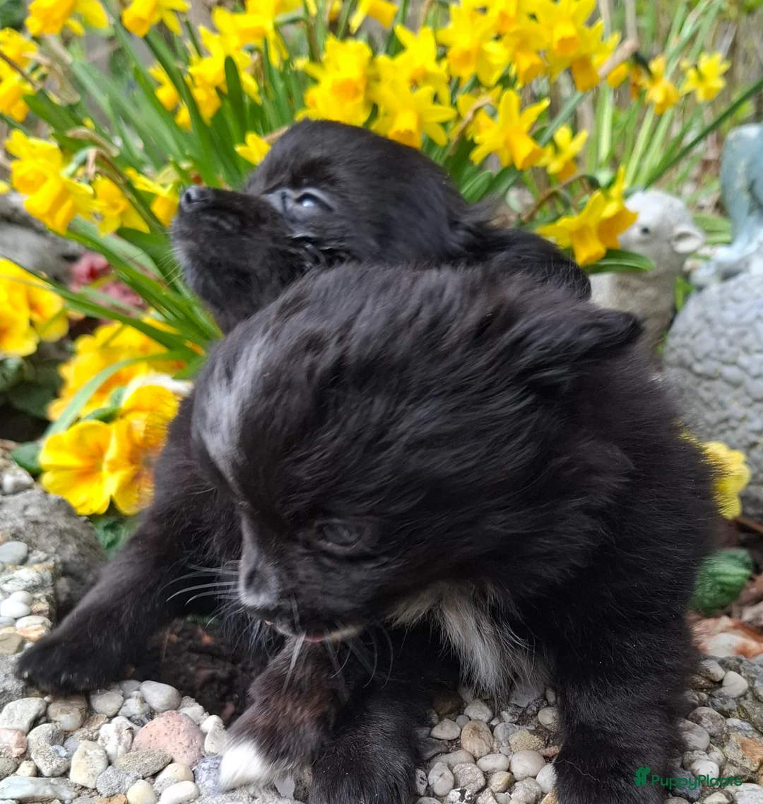 Pomchi honden te koop: Prachtige vrolijke ,gezonde pomchi pups. in Zutphen - Advertentie 8