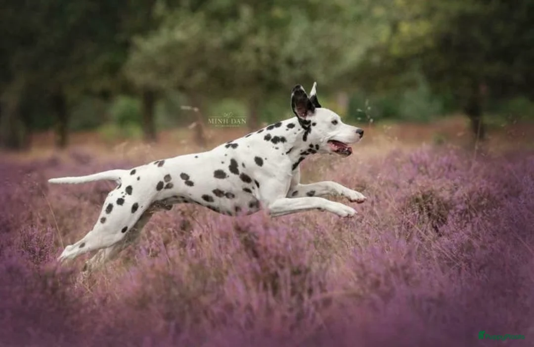 Dalmatiër honden te koop: Prachtige dalmatiër pups te koop! in Lievelde - Advertentie 2