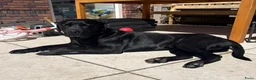 Kruising honden te koop: Loving and loyal 5 year old Lab/ Pitbull mix - Advertentie 4