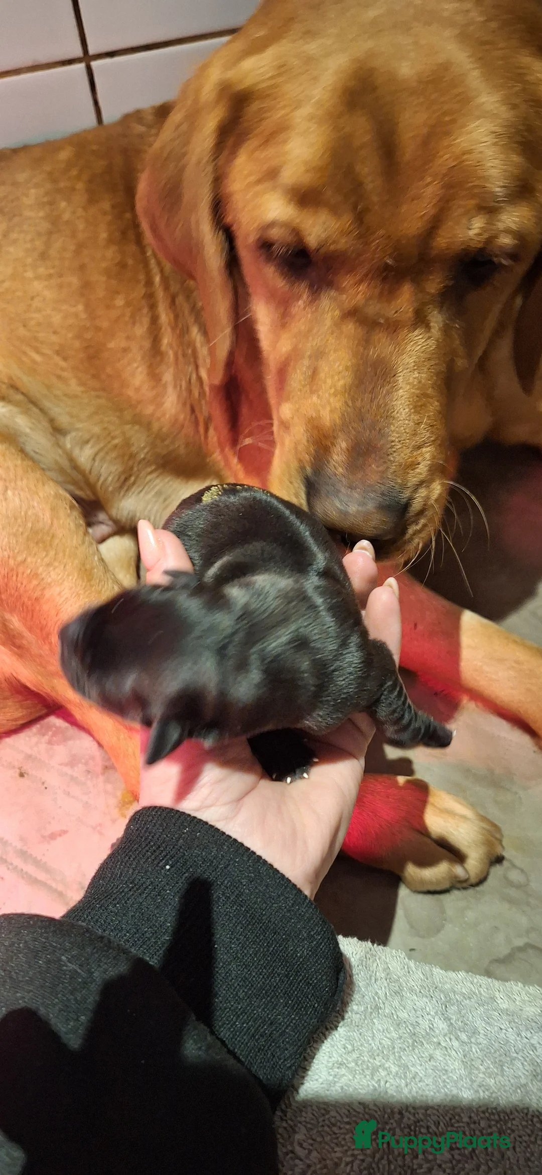 Labrador Retriever honden te koop: Gezonde en liefdevolle labrador pups - Advertentie 11