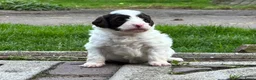 Labradoodle honden te koop: Nog 4 Mini Labradoodle pups beschikbaar.  - Advertentie 35
