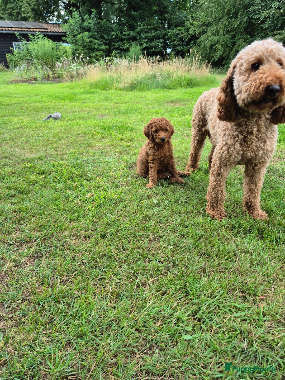 Poedel honden te koop: Middenslag poedels in Schuinesloot - Afbeelding 3