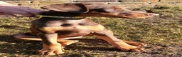 Dobermann honden te koop: Prachtige Dobermann pups - Advertentie 4