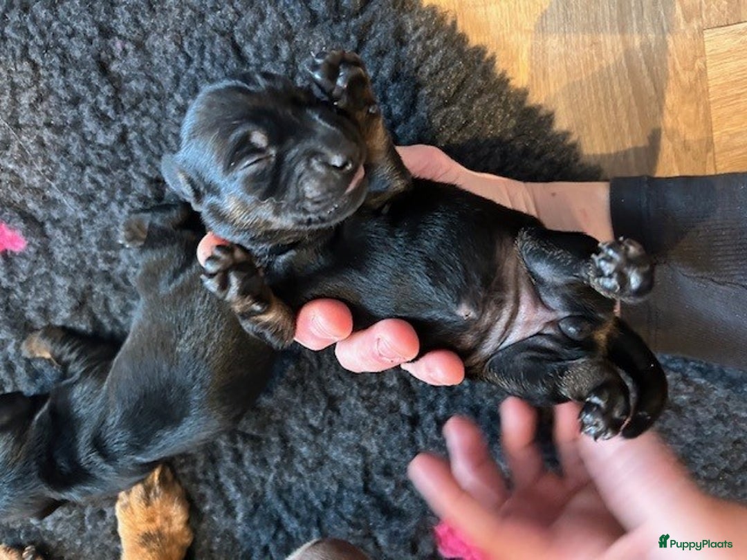 Teckel (korthaar)  honden te koop: Dwerg Teckel pups 2-1 geboren NOG 2 BESCHRIKBAAR - Advertentie 12