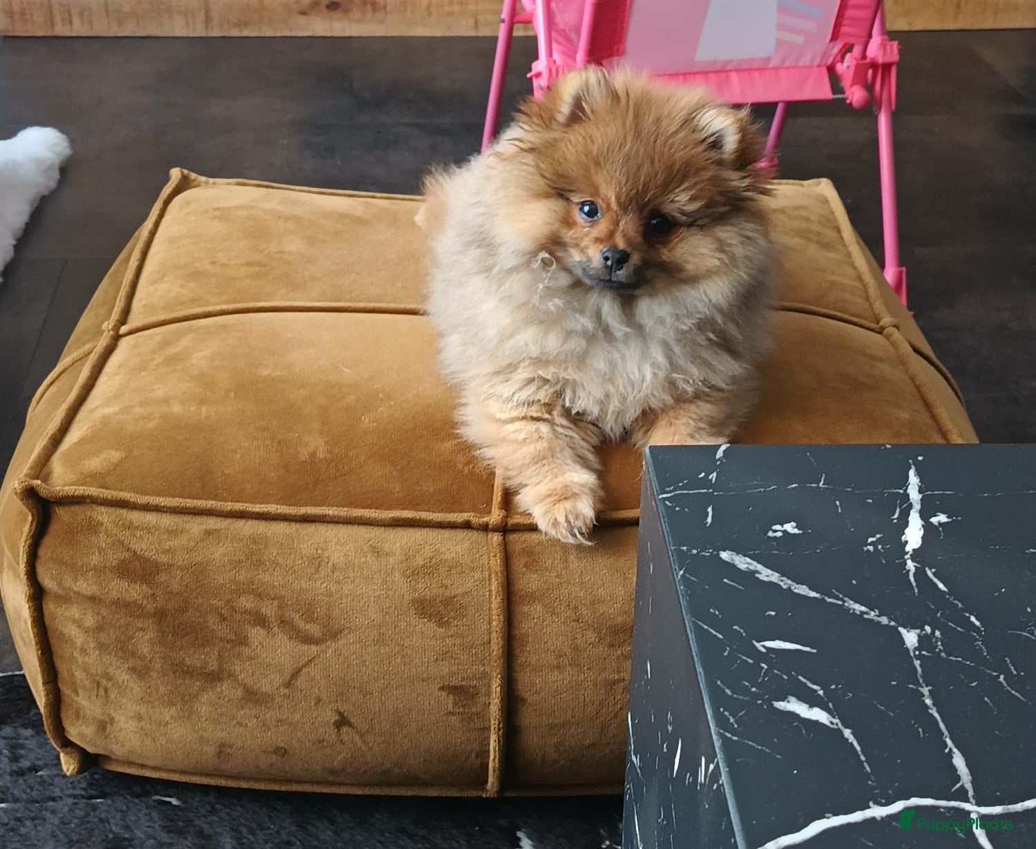 Pomeriaan honden Goud mandje gezocht voor bowdie 6 maanden oud. - Advertentie 2