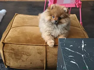 Pomeriaan honden Goud mandje gezocht voor bowdie 6 maanden oud. - Advertentie 2