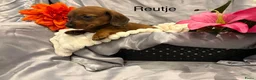 Teckel (korthaar)  honden te koop: Teckel pups - Advertentie 4