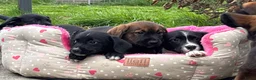 Kruising honden te koop: Berner Sennen x Friese Stabij x Labrador x Boxer  - Advertentie 1