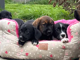 Kruising honden Berner Sennen x Friese Stabij x Labrador x Boxer - Advertentie 7