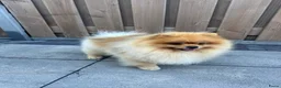 Keeshond honden ter dekking: Dekreu-Dwergkees/Pomeriaan stamboom  in Urk - Advertentie 2