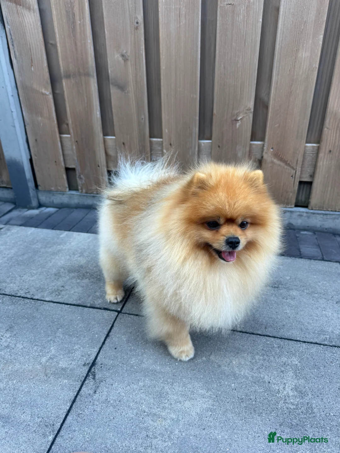 Keeshond honden ter dekking: Dekreu-Dwergkees/Pomeriaan stamboom  in Urk - Advertentie 2