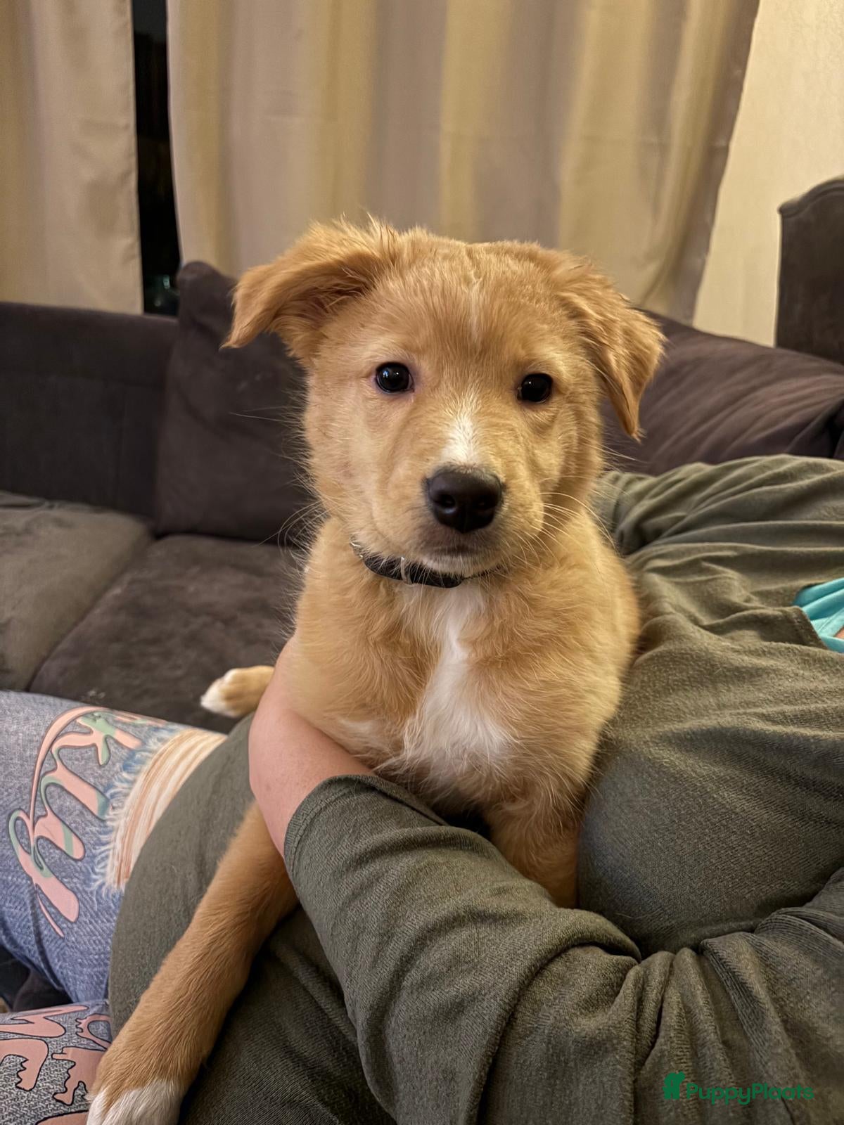 Kruising honden Ik ben Bailey - Advertentie 1