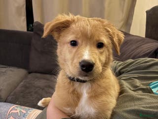 Kruising honden Ik ben Bailey - Advertentie 1