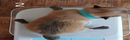 Pomchi honden te koop: Te koop - prachtige pomeriaan pups - Advertentie 5