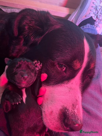 Kruising honden Mooie boulabjes te koop - Advertentie 1