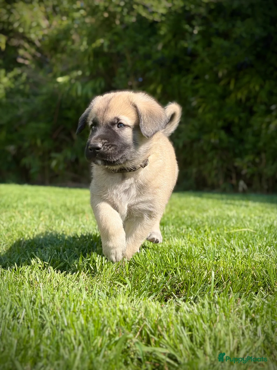 Kruising honden te koop: Golden Retriever x Turkse Herder pups  - Advertentie 2