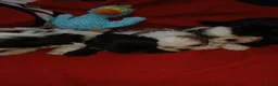 Shih Tzu honden te koop: Lieve leuke raszuiver shih tzu pups - Advertentie 8