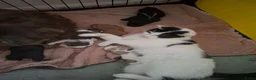 Shih Tzu honden te koop: Shih tzu pups  - Advertentie 6