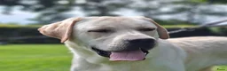 Labrador Retriever honden te koop: Raszuivere labrador retriever pup stamboom  - Advertentie 8