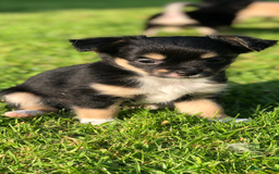 Chihuahua honden te koop: Mooie chihuahua pups in Budel - Afbeelding 9
