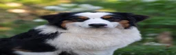 Australian Shepherd honden te koop: Australian Shepherds met FCI stamboom - Advertentie 2