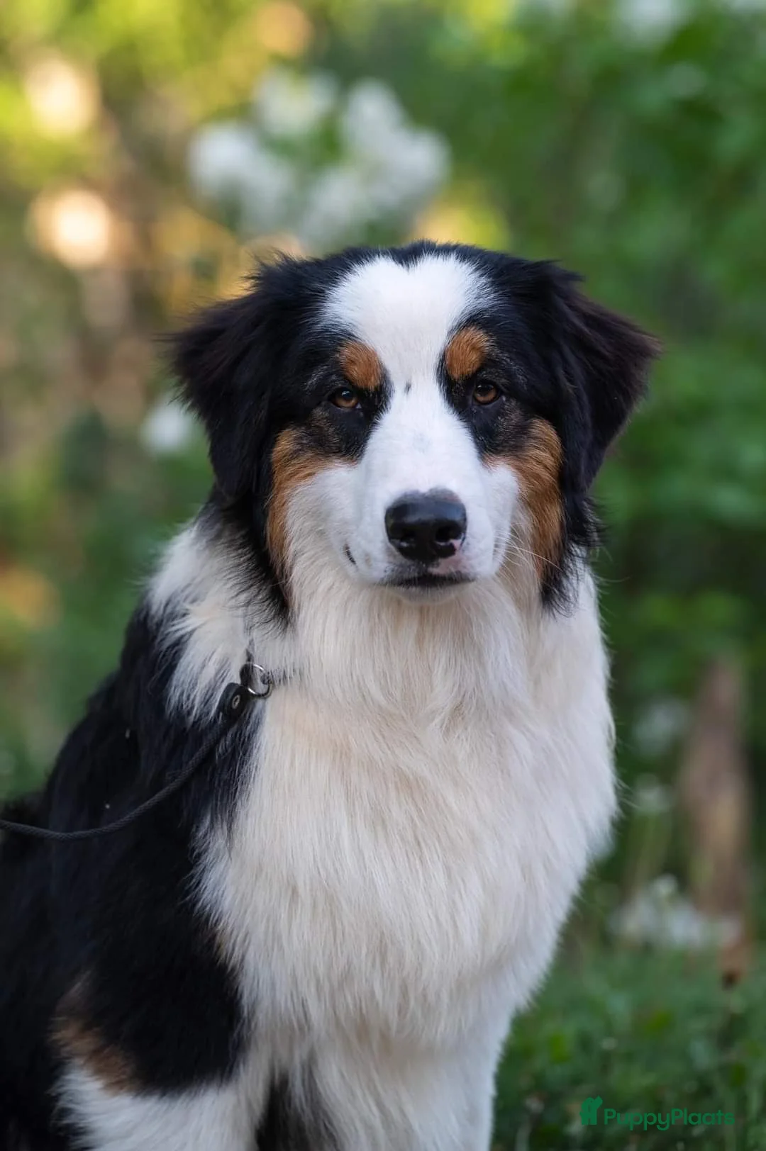 Australian Shepherd honden te koop: Australian Shepherds met FCI stamboom - Advertentie 2