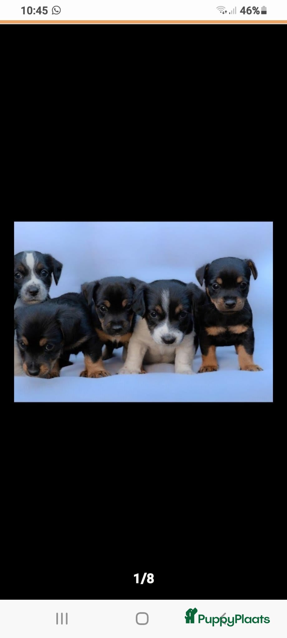 Jack Russel Terriër honden Jack russel puppy's klaar voor nieuw leven!  - Advertentie 1