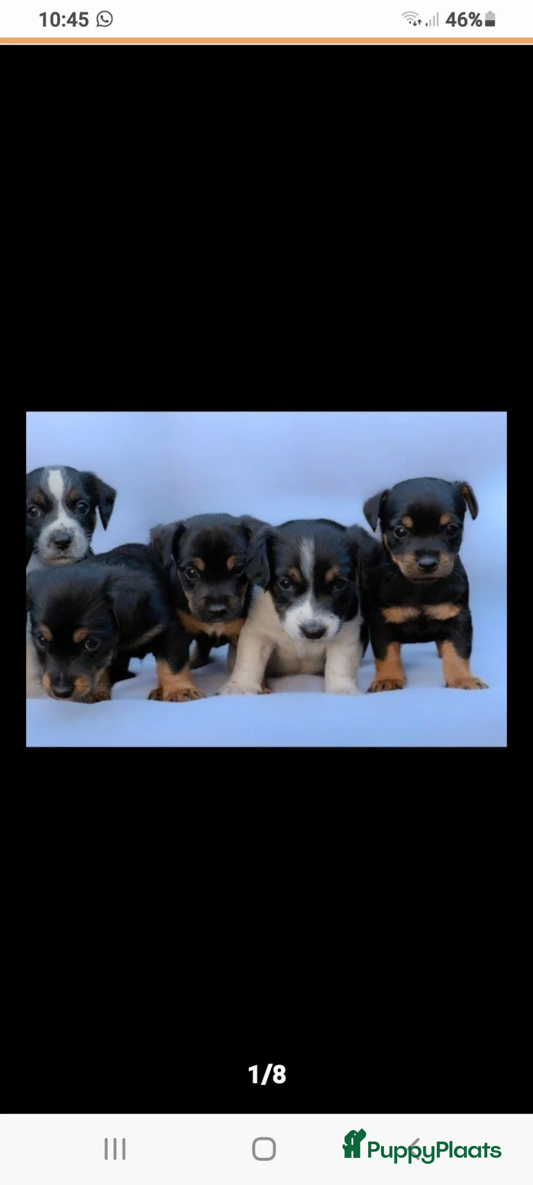 Jack Russel Terriër honden te koop: Jack russel puppy's klaar voor nieuw leven!  - Advertentie 1