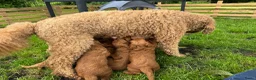 Australian Labradoodle honden te koop: Prachtig nest labradoodles (medium) - Advertentie 13