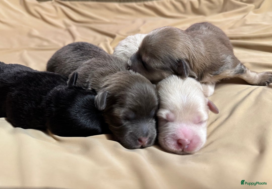 Havanezer honden te koop: Prachtige Havanezer pups, met FCI stamboom - Advertentie 6