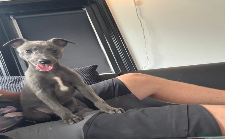 Whippet honden - Advertentie 2