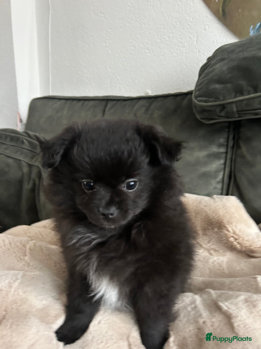 Pomchi honden te koop: Pomchi meisje - Advertentie 7